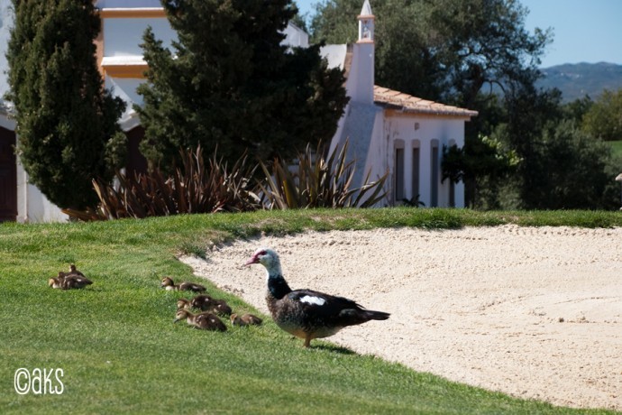 Fågelfamilj på Golfbanan