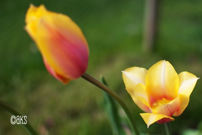 Tulpaner i blom