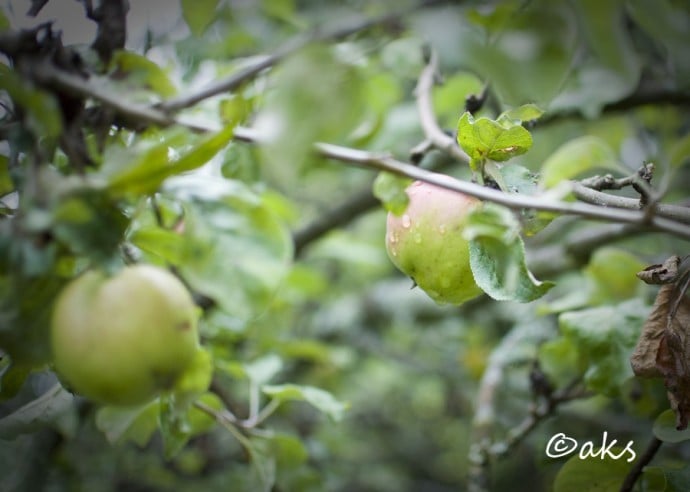 Fototriss - äpplen