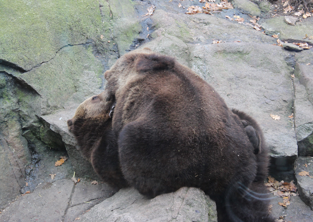 skansen-björnar
