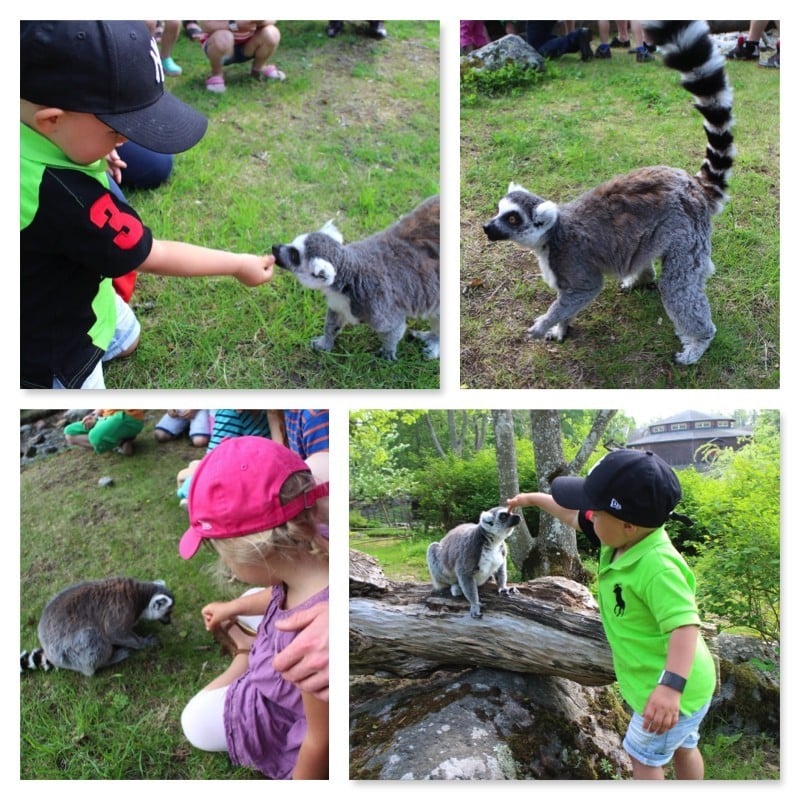 lemurer